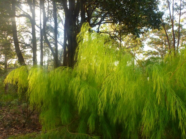 Acacia Cognata Lime Magik Wattle Gardening With Angus