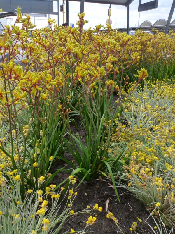 Anigozanthos Gold Velvet Kangaroo Paw Gardening With Angus