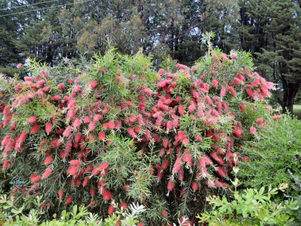 Callistemon Kings Park Special Bottlebrush Gardening With Angus