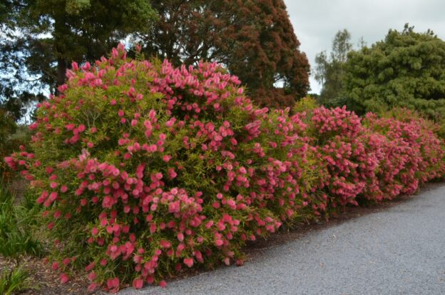 Callistemon Salignus Perth Pink Bottlebrush Gardening With Angus