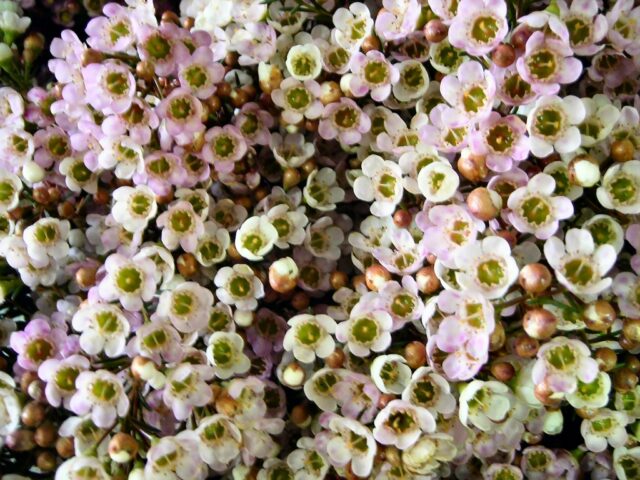 Chamelaucium Revelation Geraldton Wax Flower Gardening With Angus