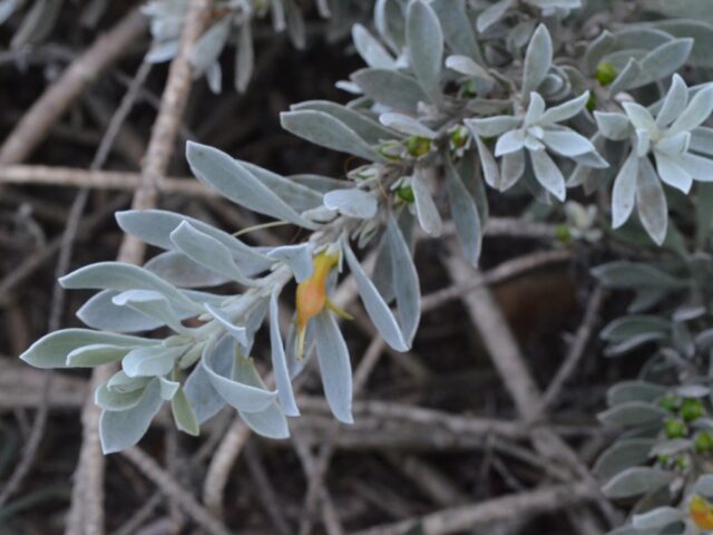 Eremophila Glabra Kalbarri Carpet Tar Bush Gardening With Angus