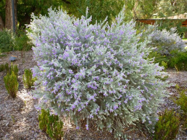 Eremophila Nivea Emu Bush Gardening With Angus