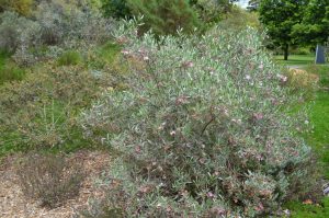 Eremophila Platycalyx Emu Bush Gardening With Angus