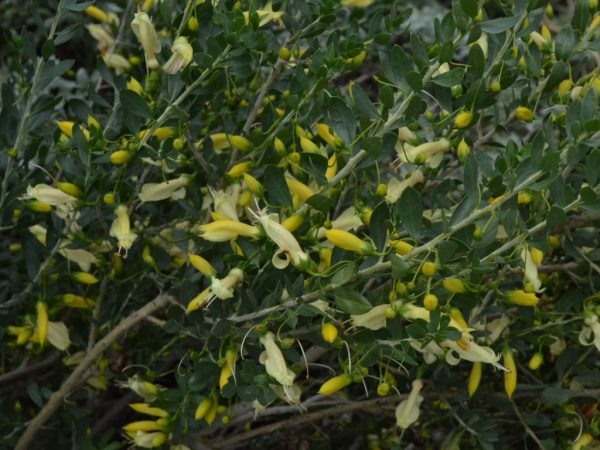 Eremophila Racemosa Peaches And Cream Emu Bush Gardening With Angus