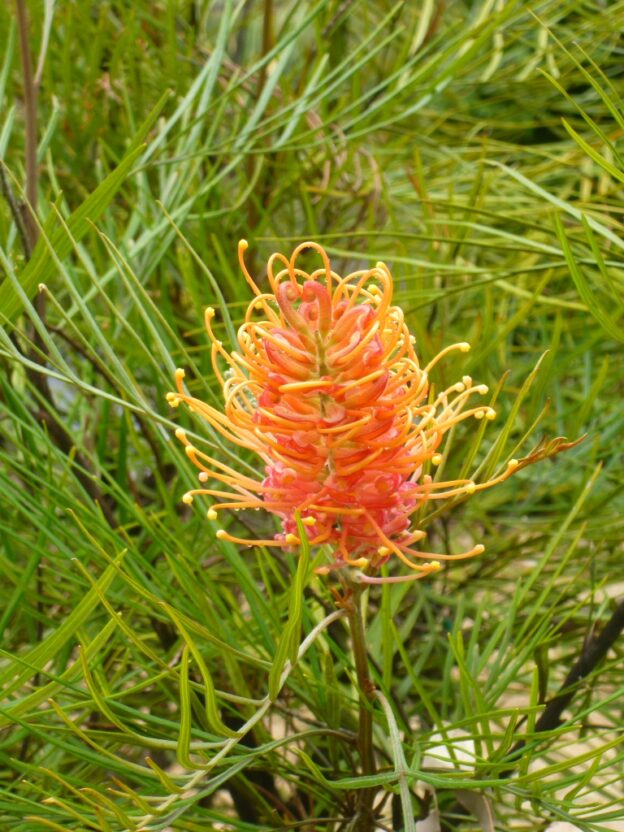 Grevillea Honey Barbara Gardening With Angus