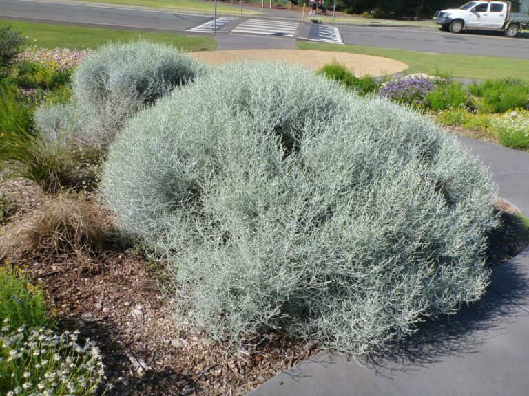 Leucophyta Brownii Cushion Bush Gardening With Angus