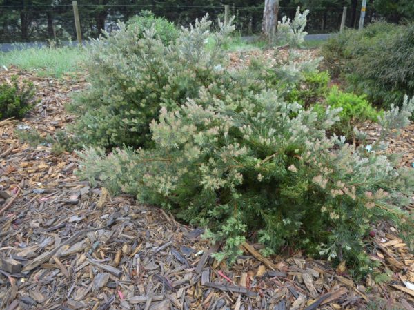 Adenanthos X Cunninghamii – Woollybush 