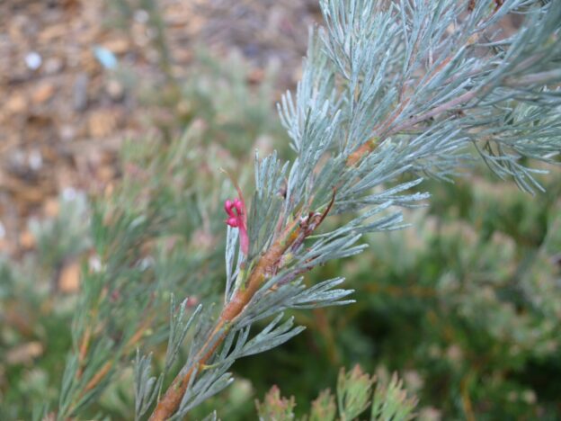 Adenanthos X Cunninghamii Woolly Bush Gardening With Angus