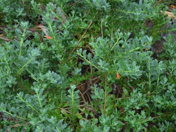 Eremophila Glabra Amber Carpet Gardening With Angus