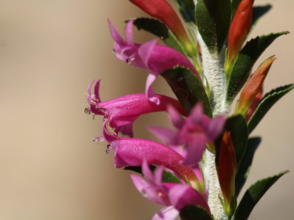 Eremophila Calorhabdos Emu Bush Gardening With Angus