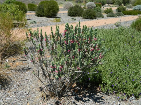 Eremophila Calorhabdos Emu Bush Gardening With Angus