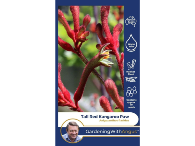 Tall Red Kangaroo Paw Seeds Anigozanthos Flavidus Gardening With Angus