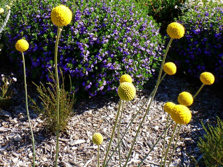 Billy Buttons Pack Tubes Gardening With Angus