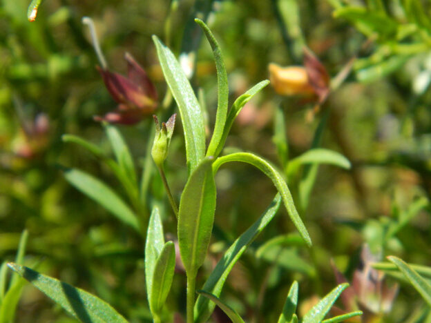 Eremophila Clarkei Turpentine Bush Gardening With Angus