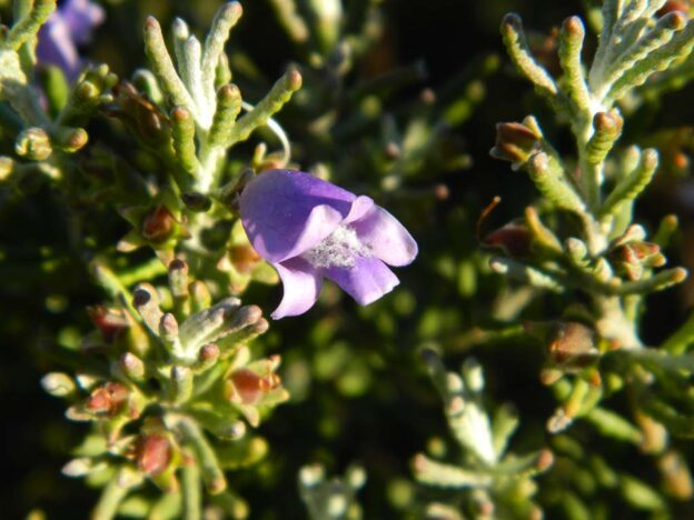 Eremophila Clavata Turpentine Bush Gardening With Angus