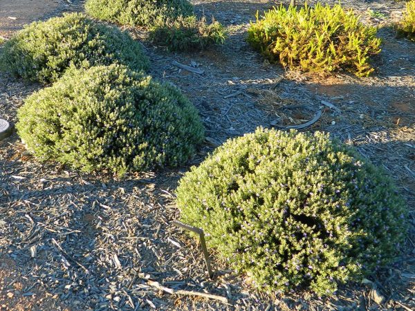 Eremophila Clavata Turpentine Bush Gardening With Angus