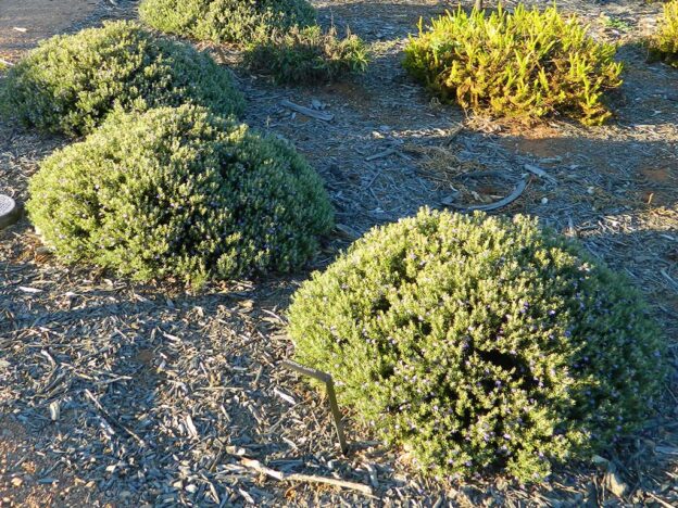 Eremophila Clavata Turpentine Bush Gardening With Angus