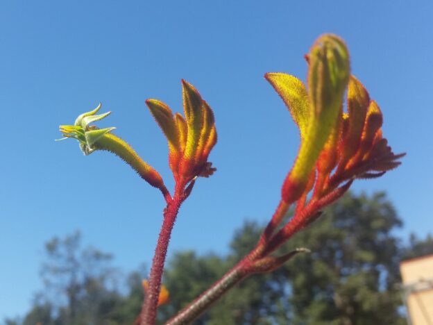 Anigozanthos ‘Landscape Orange’ Kangaroo Paw Gardening