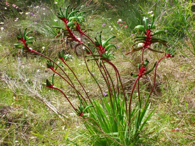 Anigozanthos manglesii - red and green kangaroo paw