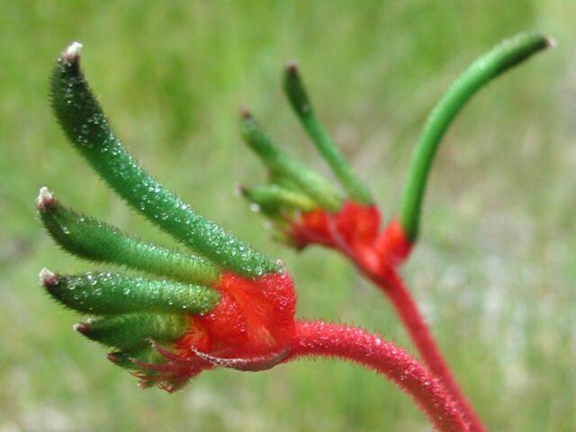 Anigozanthos manglesii - red and green kangaroo paw