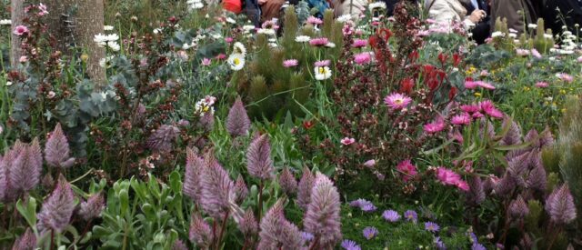 ptilotus brachyscome everlasting daisies blue gum from phillip johnsons chelsea garden