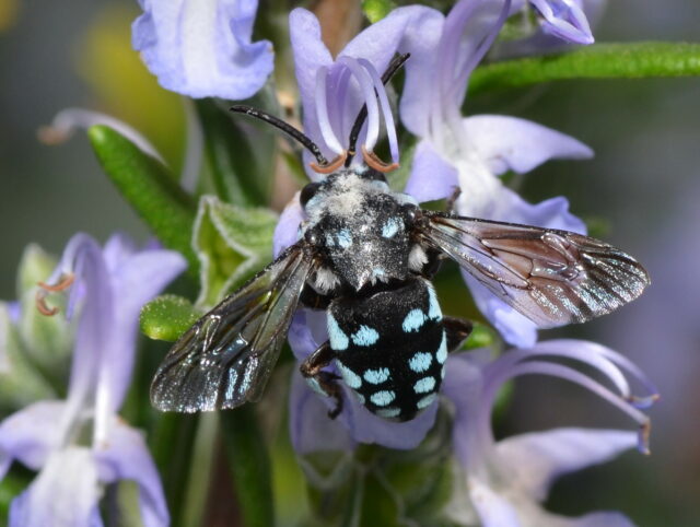 Thyreus caeruleopunctatus chequered cuckoo bee