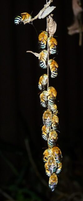 cool climate colony of roosting male blue banded Australian native bees