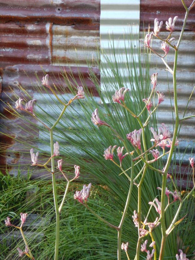 Growing Kangaroo Paws Gardening With Angus