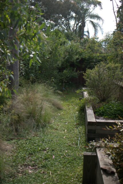 Green pathway using Dichondra