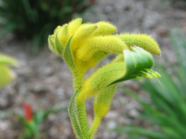 Kangaroo paw