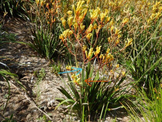 Growing Kangaroo Paws | Gardening With Angus