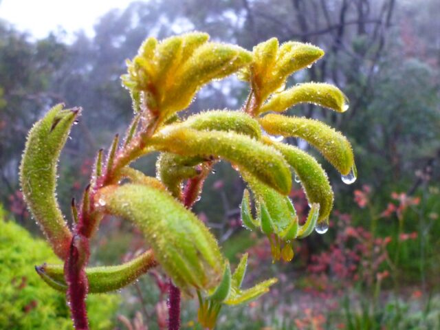 Kangaroo paw flower in the rain