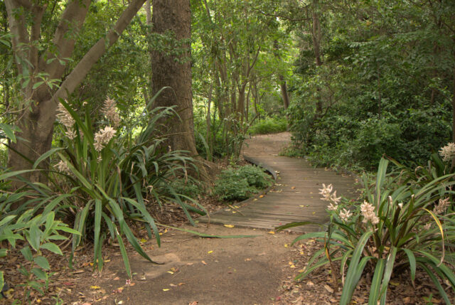 gravel and wood pathway bordered by native lillies