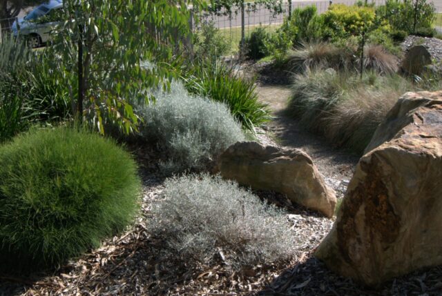 native landscaping by mallee design using smoke bush, lomandra, eucalypts, kangaroo paw