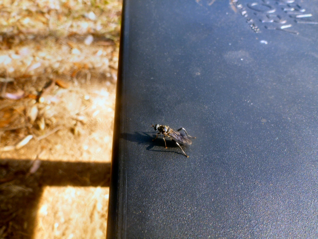 Soldier fly hermetia illucens ready to lay eggs in my worm farm