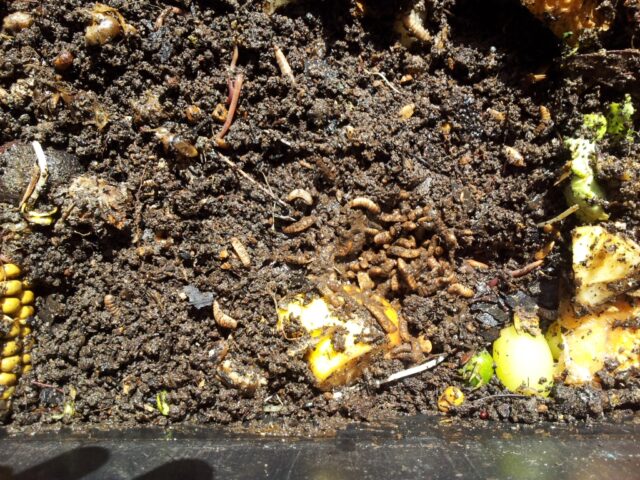 Soldier fly larvae in my worm farm