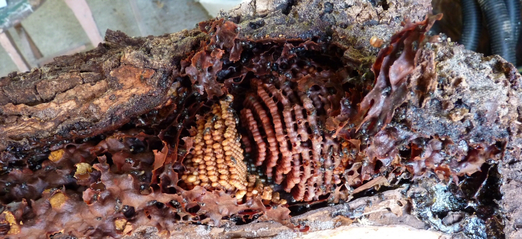 wild hive of tetragonula carbonaria in a tree hollow