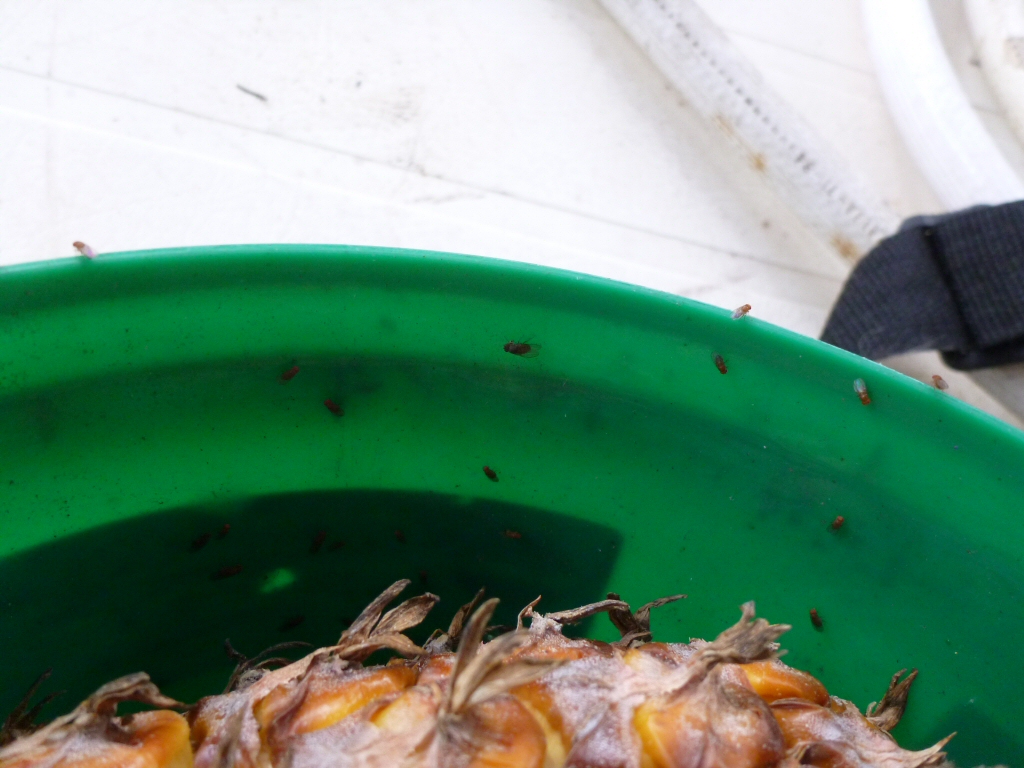 Cluster of vinegar flies on a composting bucket