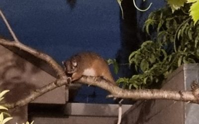 Possums in the garden