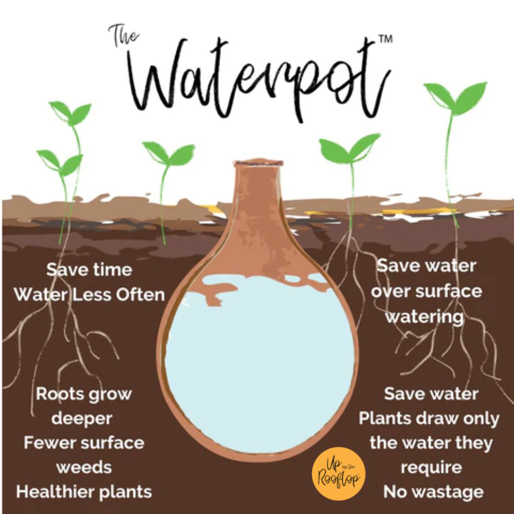 Waterwise Gardening Tips For Holidays