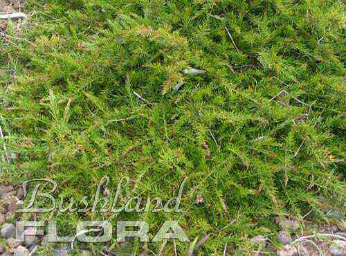 Acacia aculimatissima - snake wattle