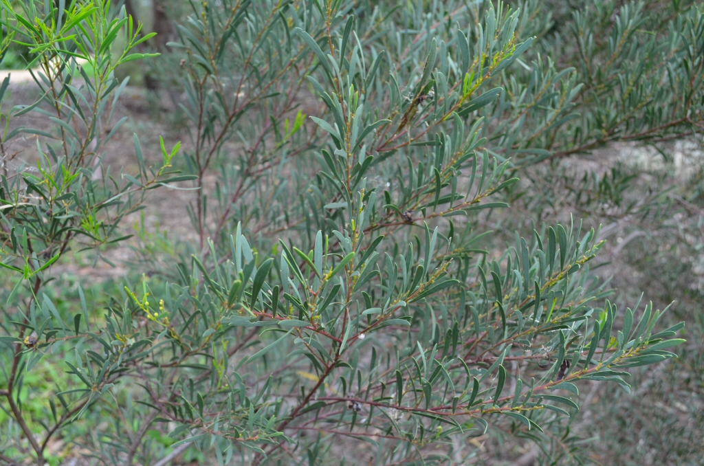 Acacia alcockii - wattle