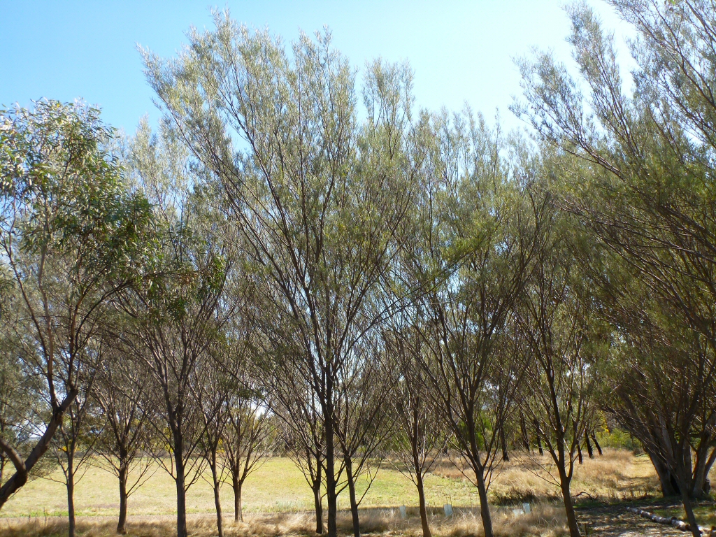 Acacia aneura - mulga wattle