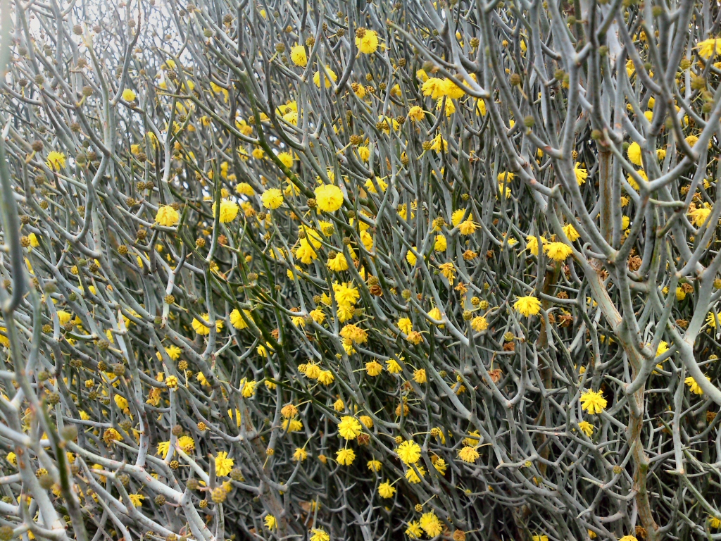 Acacia aphylla - leafless rock wattle