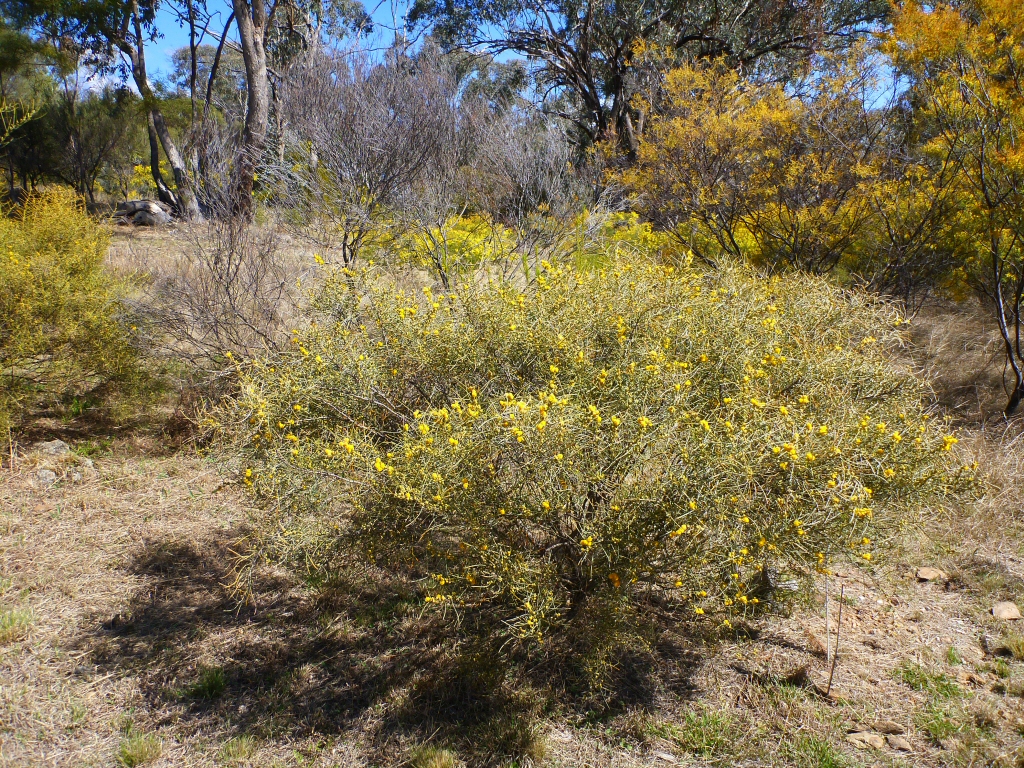 Acacia ashbyae - Ashby's wattle