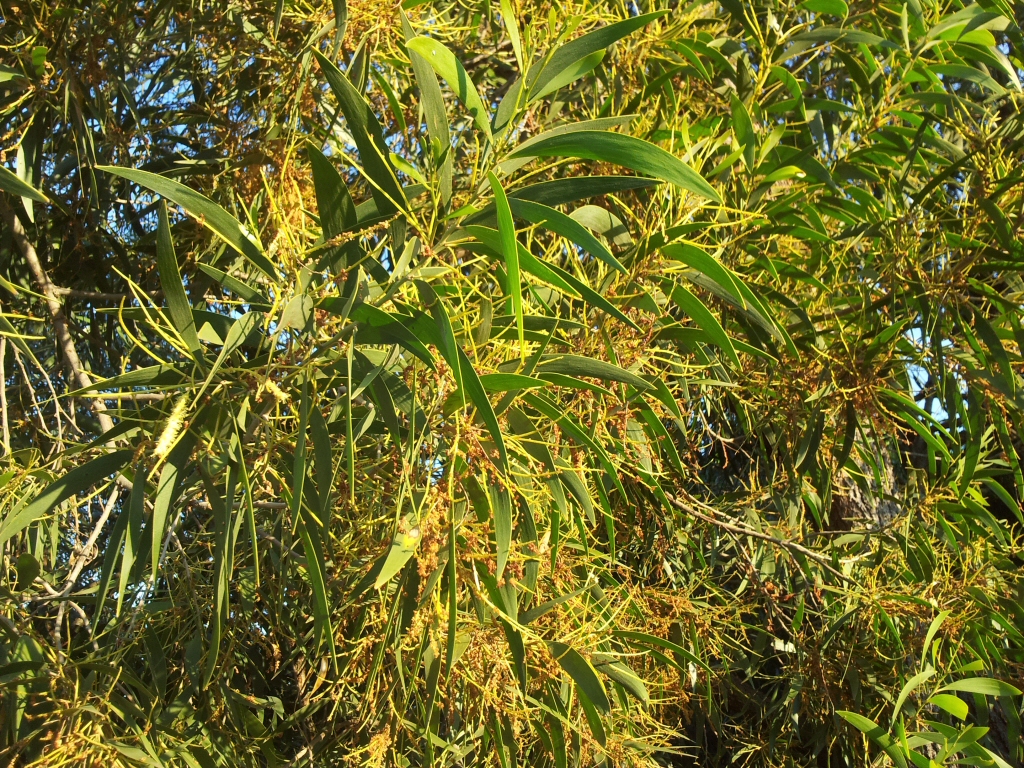 Acacia aulocarpa - hickory wattle