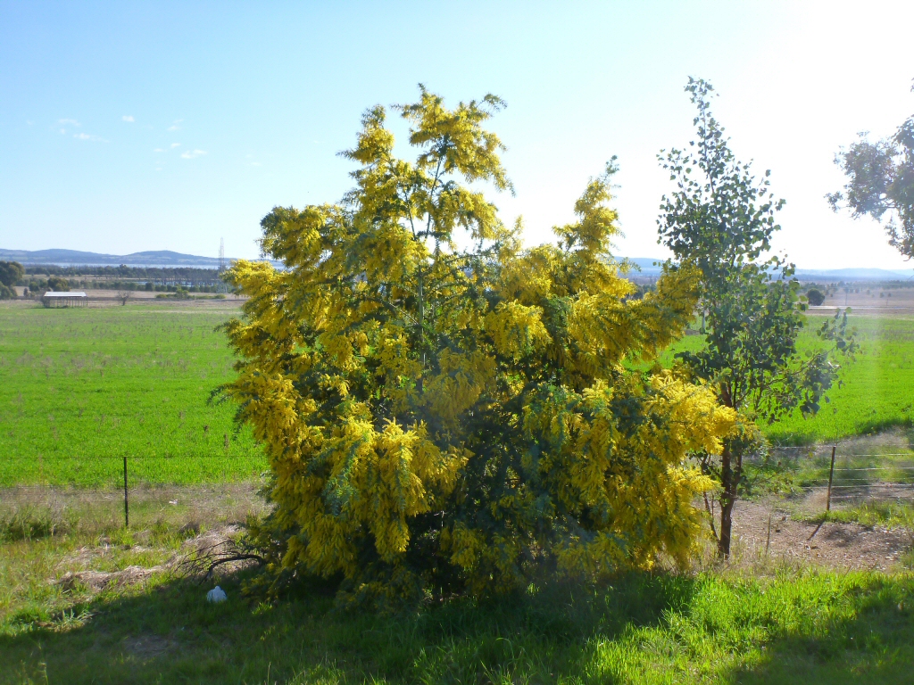 Acacia baileyana - Cootamundra wattle