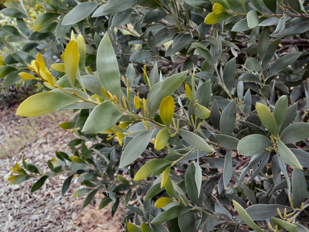 Acacia binervia - myall wattle