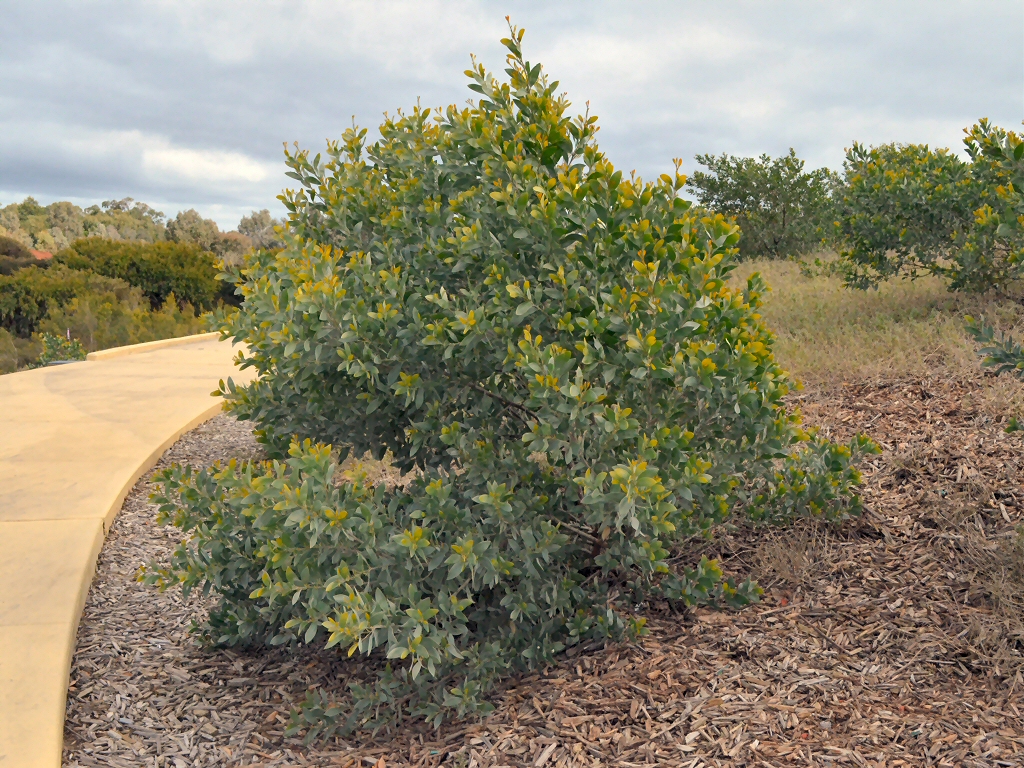 Acacia binervia - myall wattle can grow to 16 metres tall